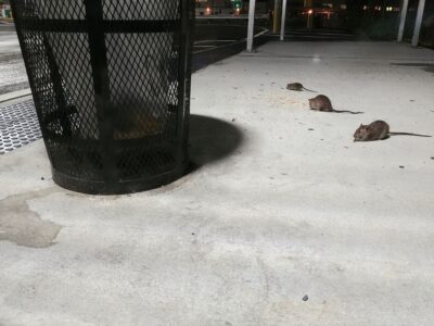 Oh Rats! New Coronavirus May Come From NYC’s Subway Rodents