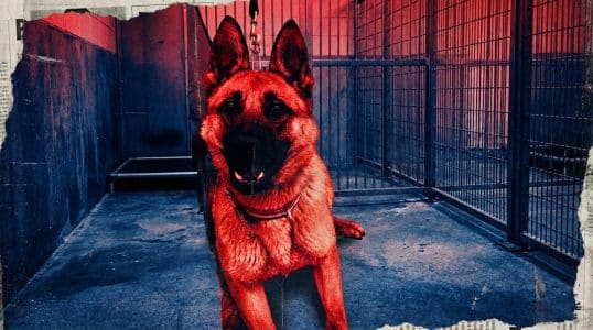 DHS: Minneapolis Kennel Worker Left Anti-ICE Message for Border Patrol K-9